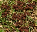 Stemonitis splendens or Chocolate Tube Slime Mold