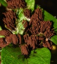 Stemonitis splendens or Chocolate Tube Slime