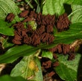 Stemonitis splendens or Chocolate Tube Slime