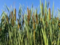 Stems of aquatic plants (Tipha