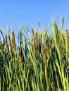 Stems of aquatic plants (Tipha