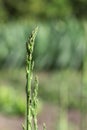 Stems of asparagus on the background of a green garden, home garden, blur. Royalty Free Stock Photo