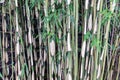 Stems of a Bamboo forrest at Dutch plantation