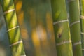 Stems of bamboo, green background