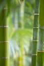 Stems of bamboo, green background Royalty Free Stock Photo