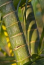 Stems of bamboo, green background Royalty Free Stock Photo