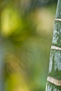 Stems of bamboo, green background Royalty Free Stock Photo