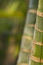 Stems of bamboo, green background Royalty Free Stock Photo