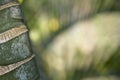 Stems of bamboo, green background Royalty Free Stock Photo