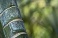 Stems of bamboo, green background Royalty Free Stock Photo