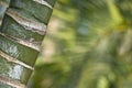 Stems of bamboo, green background Royalty Free Stock Photo