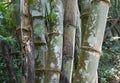 Stems bamboo tree in white mildew Royalty Free Stock Photo