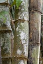 Stems bamboo tree in white mildew Royalty Free Stock Photo