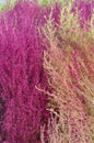 Stems of belvedere summer cypress Kochia closeup