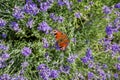 Stems of the blooming lavender with butterfly, close-up Royalty Free Stock Photo