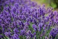 Stems of the blooming lavender, close-up in selective focus Royalty Free Stock Photo