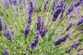 Stems of the blooming lavender, close-up in selective focus Royalty Free Stock Photo