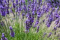 Stems of blooming lavender in sunny day close-up Royalty Free Stock Photo