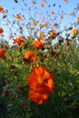 Stems of blooming orange cosmos  sulphureus form a lace weave against the backdrop of a sunny blue sky. Large flowers Royalty Free Stock Photo