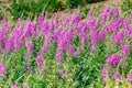 Stems of blooming rosebay willow-herb close-up in sunny summer day