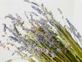 Stems of blue lavander Royalty Free Stock Photo