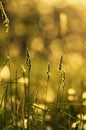 Stems of cat grass in amber sunset light