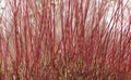 Stems of Cornus sanguinea \'Winter orange Annie\' in the winter garden Royalty Free Stock Photo