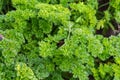 Stems of curly leaf parsley growing on field Royalty Free Stock Photo