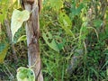 The stems of dried corn plants are brown and beautifully patterned, entwined with wild plants whose leaves are damaged with holes