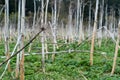 Stems of dried giant cow parsnip