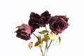 3 stems of dried out dead red roses close up frontal shot isolated on white Royalty Free Stock Photo