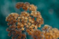 Stems of dried plants on a blurred background Royalty Free Stock Photo