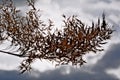 Stems of dried plants on a blurred background Royalty Free Stock Photo