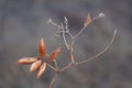 Stems of dried plants on a blurred background Royalty Free Stock Photo