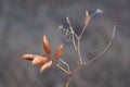 Stems of dried plants on a blurred background Royalty Free Stock Photo