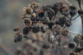 Stems of dried plants on a blurred background Royalty Free Stock Photo