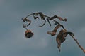 Stems of dried plants on a blurred background Royalty Free Stock Photo