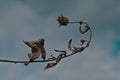 Stems of dried plants on a blurred background Royalty Free Stock Photo