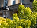 Stems of the euphorbia plant, photographed on a sunny March day in central London.