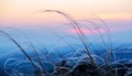 Stems of feather grass waving in the wind against the background Royalty Free Stock Photo