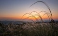 Stems of feather grass waving in the wind against the background Royalty Free Stock Photo