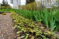 Stems in a flower bed Iris. Greening the urban environment. Background with selective focus and copy space Royalty Free Stock Photo