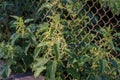 Stems of flowering stinging nettle against the old metal mesh