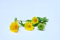stems and flowers of calendula medicinal herbs on a white background Royalty Free Stock Photo