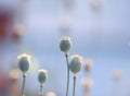 Stems and fruits of plants of the poppy flower growing in a gent Royalty Free Stock Photo