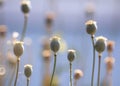 Fruits of plants of the poppy flower growing in a gentle warm S Royalty Free Stock Photo