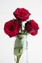 3 Stems of fully bloomed Colombian red roses in a clear glass vase isolated on white Royalty Free Stock Photo