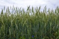 Stems of a green wheat field Royalty Free Stock Photo