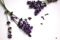 Stems of lavender on a white background Royalty Free Stock Photo