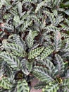 Stems and leaves of Hebe albicans in autumn in the garden